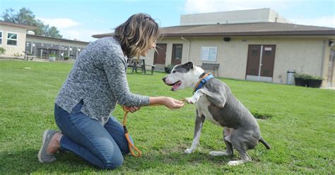 How county's no-kill pet shelter has found success