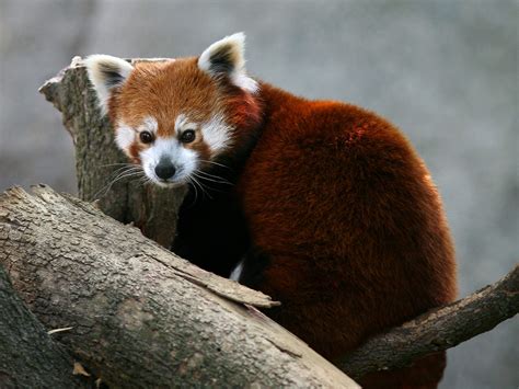 The Red Panda Cute Wildlife The Wildlife
