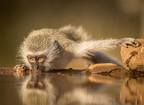 animals monkeys water reflection Wallpapers HD / Desktop and Mobile ...