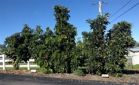 The Lambhass Avocado Tree A Profile Greg Alders Yard Posts Food