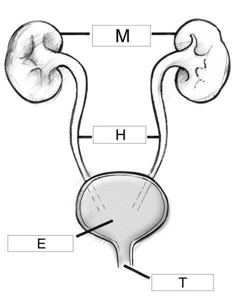 Diagram Human Excretory System Diagram Labeled Mydiagramonline