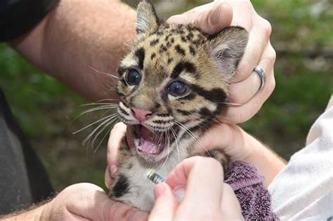 Clouded Leopard Cubs Pass Their Check Ups Zooborns
