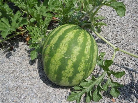 Watermelons Ripe When Walter Reeves The Georgia Gardener