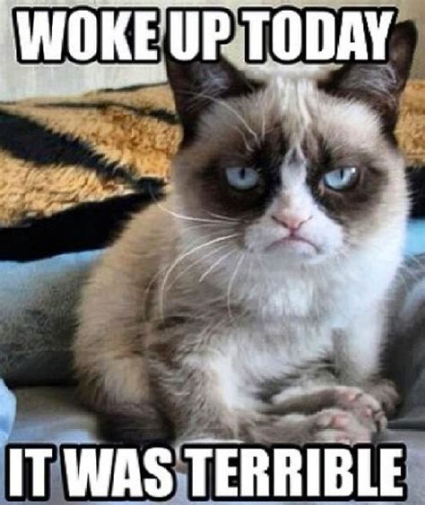 Grumpy Cat After Waking Up Cat Lady Pinterest