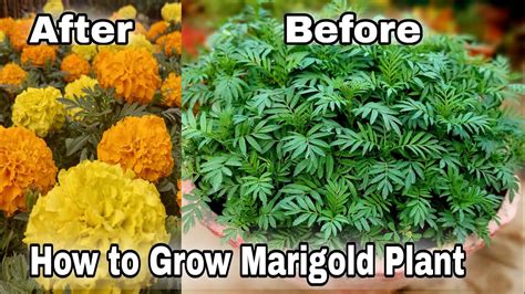 Free 100 Marigold Plant How To Grow Marigold Plant From Seeds Youtube