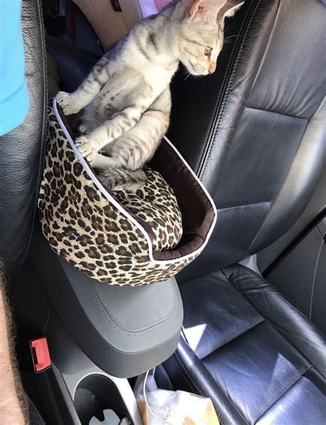 Cat Car Seat Cats
