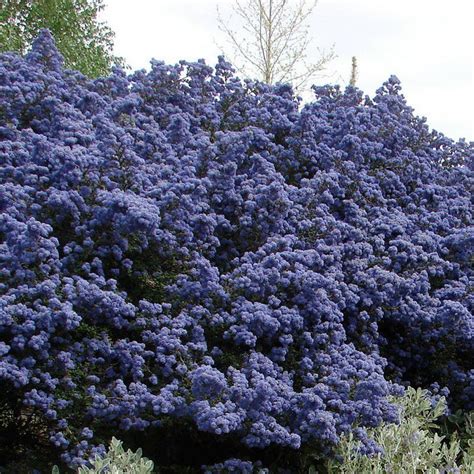 Ceanothe Bleu Buisson Floral Source Plantes étang Jardinage