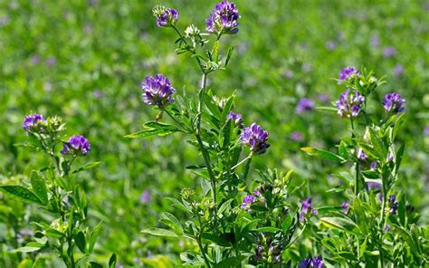 The Benefits Of Feeding Lucerne Alfalfa To Dairy Cows