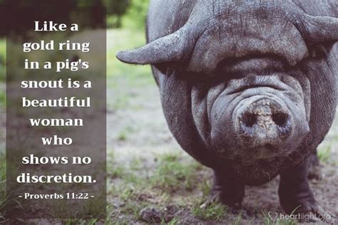 Illustration Of Proverbs 1122 — Like A Gold Ring In A Pigs Snout Is A