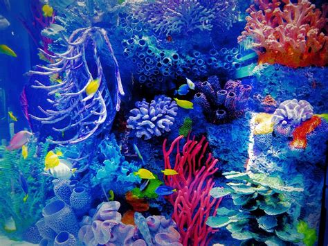 Aquarium Color Photograph By Dan Sproul