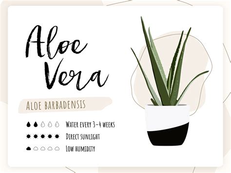 Plant Care Card Aloe Vera By Rebecca Harwood On Dribbble