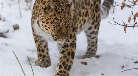 Top 10 Facts About Amur Leopards Wwf