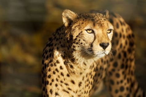 Gepard Foto And Bild Tiere Zoo Wildpark And Falknerei Säugetiere