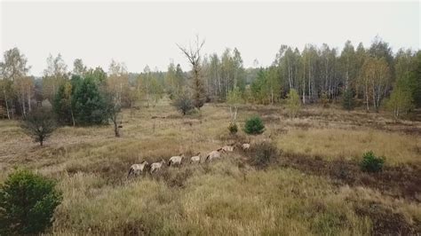 Rare Wild Horses Thrive In Chernobyl With No Humans Viraltab