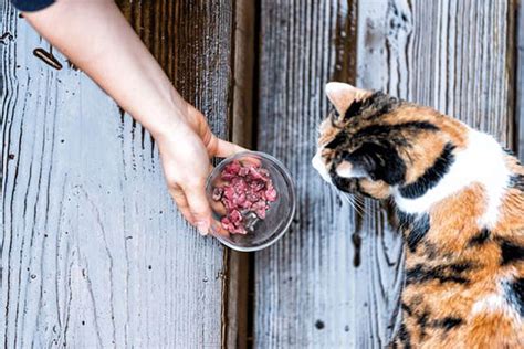 Some Complications In Banning The Feeding Of Feral Cats Advocating