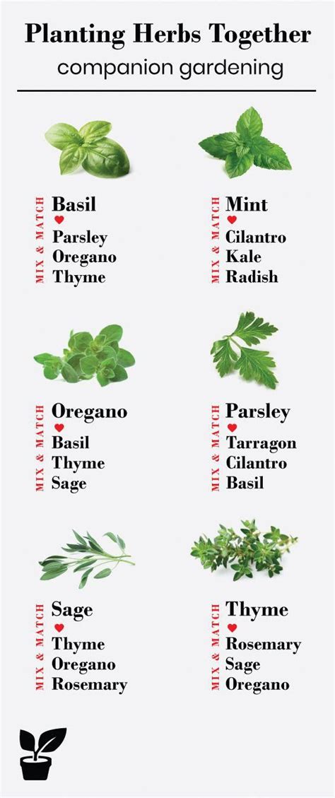 Herbs To Plant Together Chart