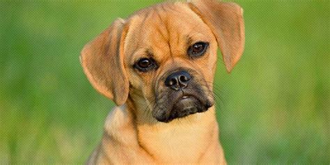 How Much Do Puggles Cost