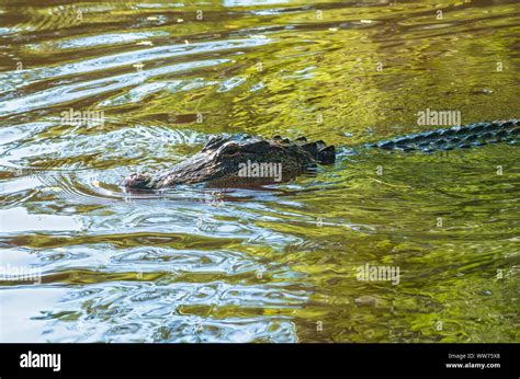 Submerged Alligator Head Hi Res Stock Photography And Images Alamy