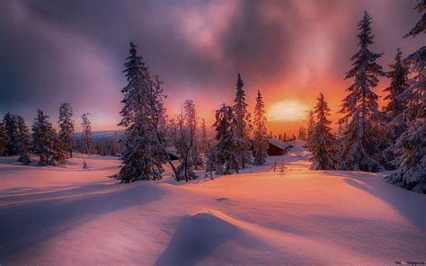 Sunset In The Winter Woods Hd Wallpaper Download