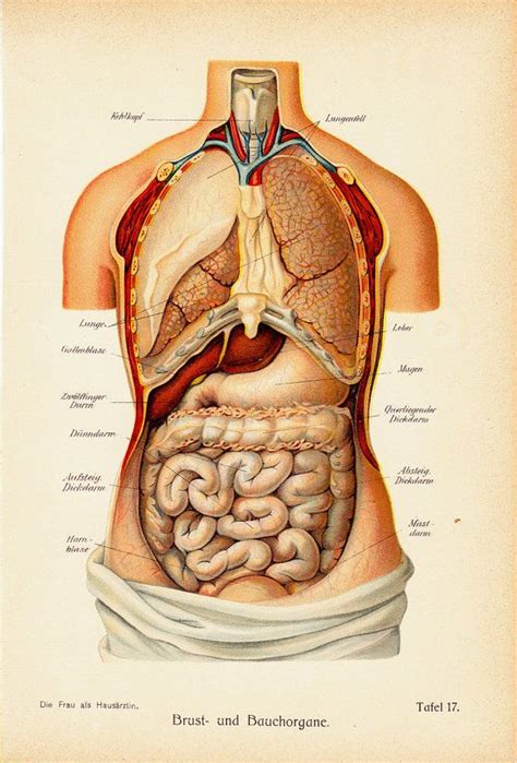 Lower back muscle anatomy and low back pain : 1911 Antique ANATOMY print, Chest and abdominal, internal ...