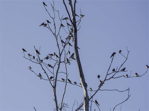 Small Birds On The Tree Branches Image Free Stock Photo Public
