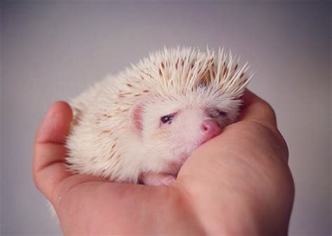 The 12 Cutest Hedgehogs On Instagram