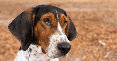 All About Treeing Walker Coonhounds Diamond Pet Foods