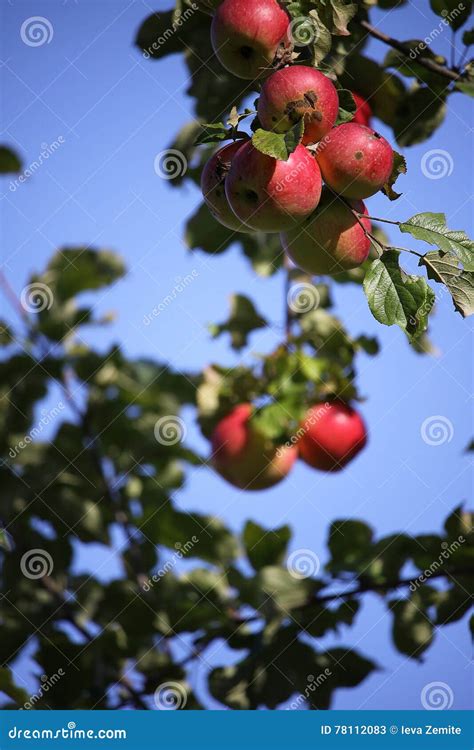 Apple Tree Branch With Apples Stock Image Image Of Shining Scenery