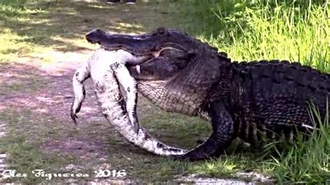 Massive Alligator Eats Another Alligator Like Its Nbd Mashable