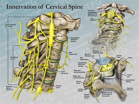 Cervical Nerve Innervation Chart