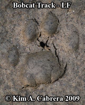 I purchased a new t250. Animal Tracks - Bobcat Track Photos (Felis rufus or Lynx rufus) Page 1