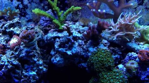 My Mixed Reef Aquarium 120 Gallon T5 Lighting Youtube