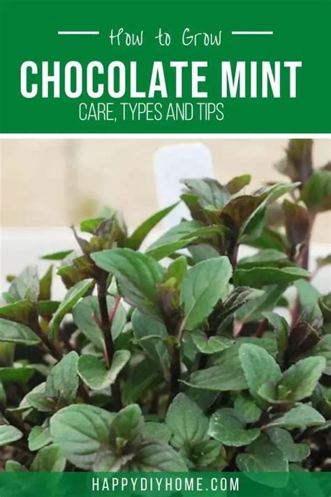 How To Grow Chocolate Mint Happy Diy Home