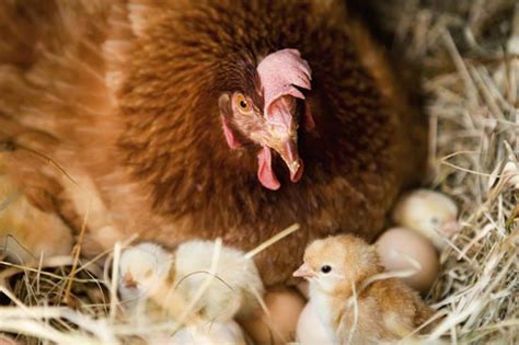 Expert Tips For Incubating Chicken Eggs Grit Rural American Know How