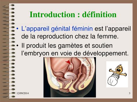 PPT APPAREIL GENITAL FEMININ PowerPoint Presentation Free Download ID