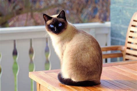 Universal across mammals is hair loss due to food sensitivity. 8 Cat Breeds That Shed The Least