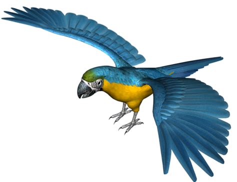 Parrot Png Image Transparent Image Download Size 600x462px