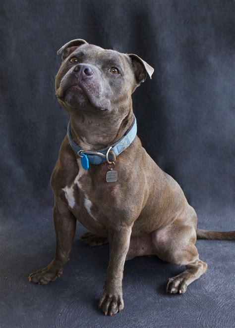 English Staffordshire Bull Terrier Male 5 Years Old Pedigree Blue