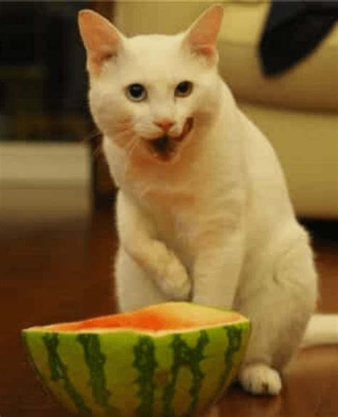 Do Cats Eat Watermelon Cat Meme Stock Pictures And Photos