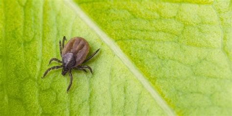 Ticks Vs Bed Bugs Differences And Similarities Quietly