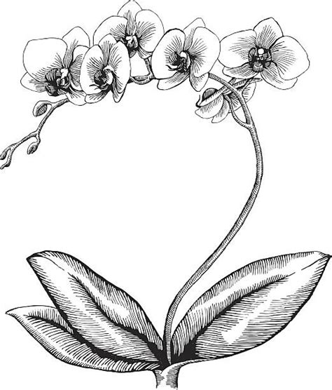Black And White Orchids Illustrations Royalty Free Vector Graphics