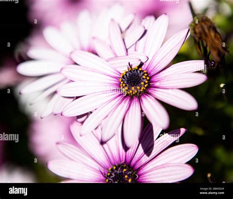 Purple Daisies In A Group Stock Photo Alamy