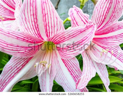 Star Lily Flower Tropical Plant Blooming Stock Photo 1260658255