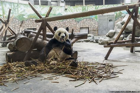 Que Ver En Chengdu En Un Día Panda Base Chengdu Ver Osos Panda