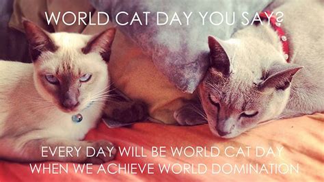 World Cat Day You Say Every Day Will Be World Cat Day