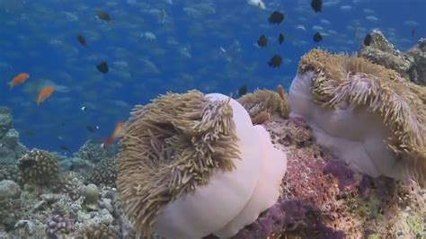 Mysteries Of Deep Underwater Ocean Unbelievable Footage Youtube