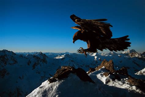Kaliteli Kartal Resimleri HD Eagle Wallpapers King of Birds ~ Kaliteli Resim
