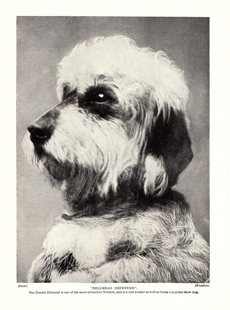 Pin On Vintage Dog Art Decor