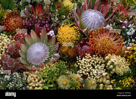 Fynbos Flowers Known For Its High Diversity Of Endemic Plants Cape