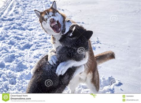 Siberian Husky Fun Playing In Stock Photo Image Of Adorable Wolf